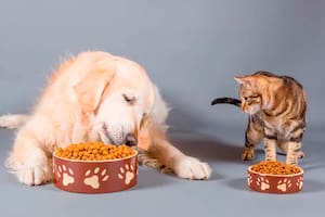 Qué pasa si tu perro come comida de gato
