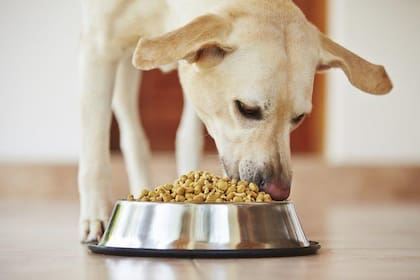 Qué pasa si tu perro come comida de gato