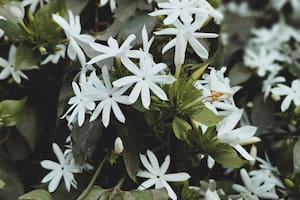 Cuáles son las flores que se abren de noche y cómo cuidarlas