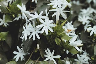 Cuáles son las flores que se abren de noche y cómo cuidarlas