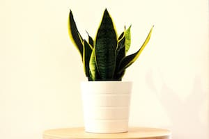 ¿Qué plantas sobreviven con poco cuidado en casa? Tres opciones que toleran baja luz