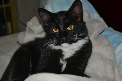 Qué quiere decir tu gato cuando mueve la cola (Foto ilustrativa: PIXABAY)