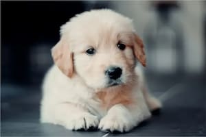 Qué se debe tener en cuenta en los primeros meses de vida de los perros