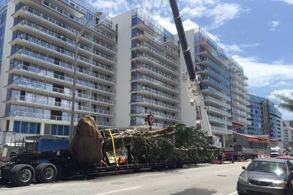 ¿Qué se necesita para transportar un árbol de 23 metros por las calles de Miami?