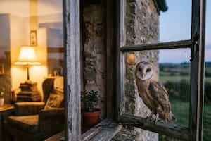 Qué significa la visita de una lechuza al hogar