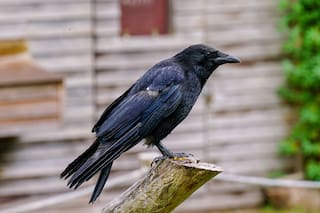 Por qué los cuervos pueden aparecer en tu jardín