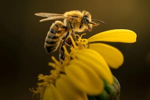 Qué significa que las abejas lleguen a tu jardín