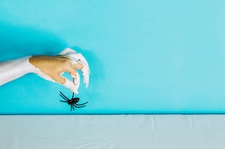 Qué significa que una araña vaya a tu casa y por qué jamás hay que echarla