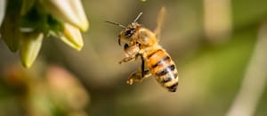 Qué significa ver volar una abeja cerca de casa
