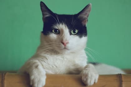 Qué signos de envejecimiento afloran en un gato