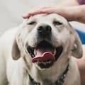 Qué significa acariciar siempre a los perros