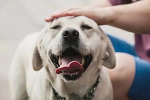 Qué significa acariciar siempre a los perros