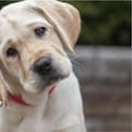 Señales de que tu perro está estresado y cómo ayudarlo
