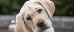 Señales de que tu perro está estresado y cómo ayudarlo
