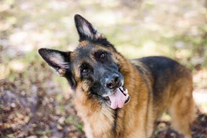 Que un perro incline la cabeza no significa que no nos entiende, sino todo lo contrario