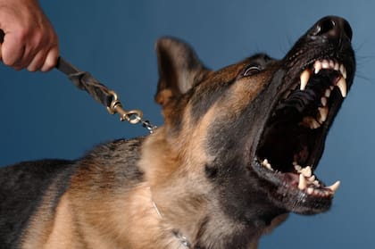 Que un perro se muestre en forma de ataque hacia un humano puede significar un intento de protección hacia su entorno (imagen ilustrativa)