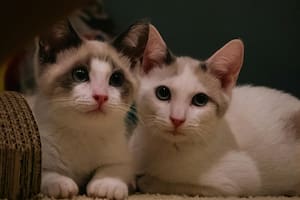 Ni negro ni infrarrojo: así es el color real que ven los gatos cuando se apaga la luz