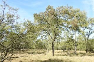 Autóctonos o foráneos, los árboles son inseparables de la tradición
