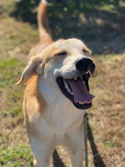 Quedó claro que Samson era un perro que ansiaba profundamente conectar.