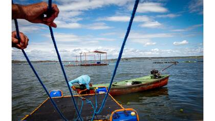 Un pescador trabaja en un tanque de tilapias en la presa de Castanhao donde se cultivan peces de tilapia y sus pieles son utilizadas para la investigación de tratamientos de quemaduras, en Jaguaribara, Brasil