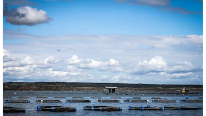 Tanques de tilapia en la presa de Castanhao donde se cultivan los peces y se usan pieles para la investigación de tratamientos de quemaduras, en Jaguaribara, Brasil