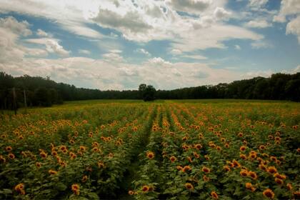 "Queremos atraer a los agricultores más jóvenes y reducir los costos para los agricultores", detalló el autor de la iniciativa. (Canva)