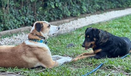 "Queremos creer que el alma de Falkor había encomendado que Aldo apareciera en ese lugar".