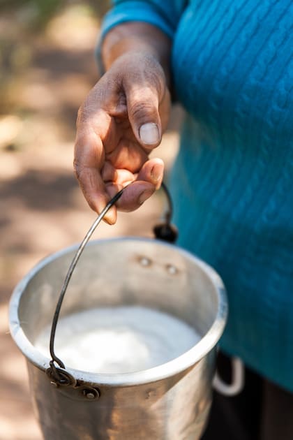 La leche de cabra es más saludable que la de vaca porque tiene menos colesterol y más calcio.
