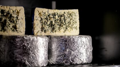 Queso azul estacionado de corteza natural.