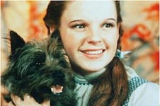 Quién era Toto, uno de los personajes caninos más queridos de la cultura popular