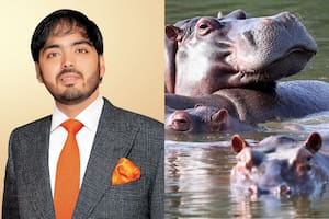 Quién es el multimillonario que quiere salvar a los hipopótamos de Pablo Escobar en Colombia