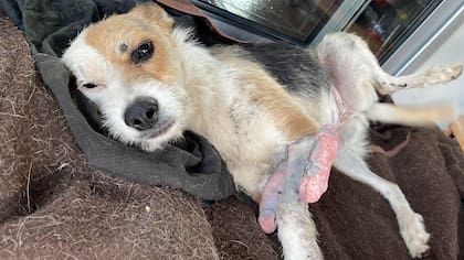 Quien la rescató recuerda que Alma se dejaba manipular, no mordía ni oponía resistencia