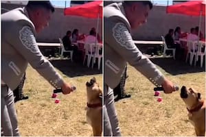 El video viral de un perro que cantó un tema de desamor junto a un mariachi
