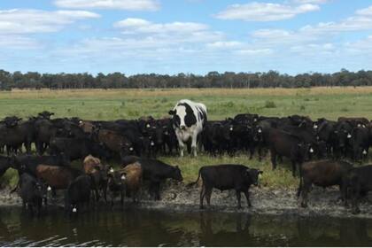 Knickers es seguido por sus compañeros de ganado en una granja en el oeste de Australia