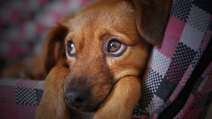 Quienes eligen una foto de su mascota como fondo de pantalla suelen ver en ella una fuente de amor, compañía y felicidad cotidiana (Foto ilustrativa: Pixabay)