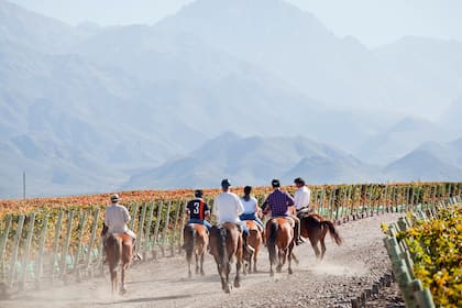 Quienes no buscan construir una casa pero sí participar del proyecto, se pueden adquirir parcelas de viñedo desde 3.000 m², con tickets que van desde US$50.000 en adelante
