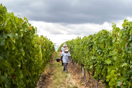 Quienes optan por vinificar pueden producir desde 300 botellas por unos US$3.000, con la posibilidad de definir el estilo del vino junto a los enólogos y hasta diseñar su propia etiqueta