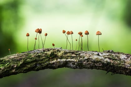 Quienes sostienen esta teoría consideran que las redes compartidas de hongos están presentes en bosques de todo el mundo