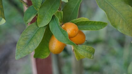 Los chinos tenían un nombre muy poético para los quinotos: naranja dorada