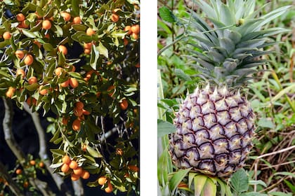 Quinotos y ananá, dos frutas que admiten el cultivo aún en espacios reducidos