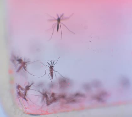 Quirós volvió a hacer énfasis en que la segunda infección de dengue no es peligrosa tal como se pensaba al comienzo: “Documentamos que la opinión general de la población de que ese segundo contagio es gravísimo y te vas a morir es una exageración enorme”.