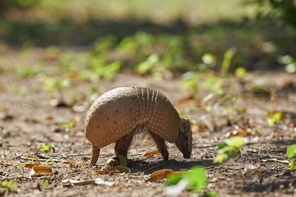 Quirquincho bola en el Parque Nacional El Impenetrable