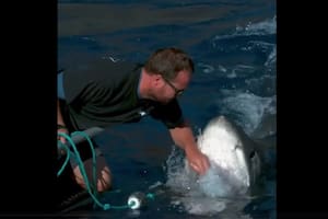 Quiso tocar a un tiburón y casi le arranca la mano