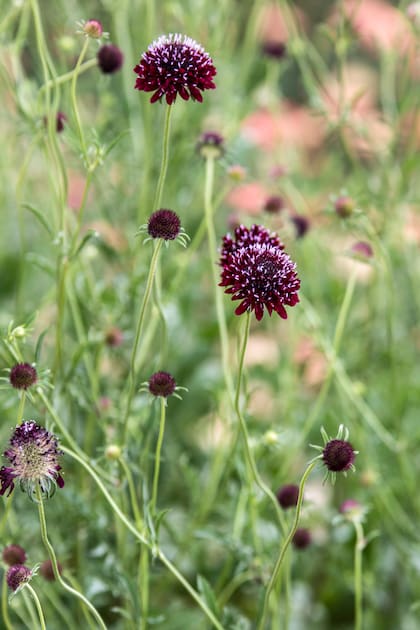 Quitar las flores marchitas de Scabiosa atropurpurea prolongará el período de floración; sin embargo, dejar las flores gastadas en la planta puede agregar interés al jardín.
