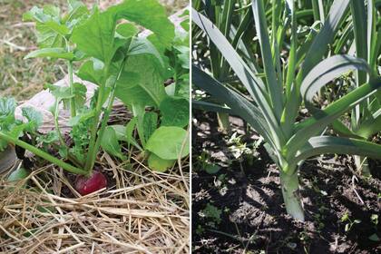 Rabanitos, a la izquierda, y puerros, a la derecha: son especies que toleran varias condiciones y, por lo tanto, no requieren cuidados específicos.