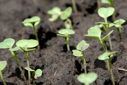 Rabanitos incipientes. En la primera fase de germinación, las babosas y los caracoles pueden terminar con los brotes. Si hay ataque de estos moluscos, se puede enterrar hasta el borde y en el mismo contenedor un vasito plástico y llenarlo de cerverza. Babosas y caracoles caerán en la trampa.