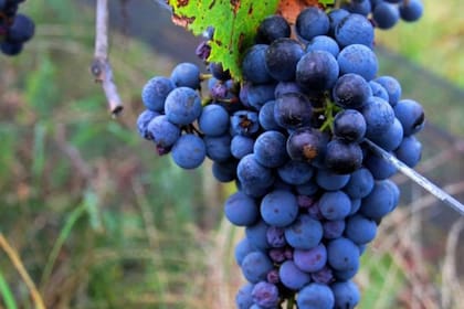 Racimo de Cabernet Franc