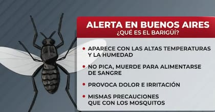 Radiografía del "barigüí"