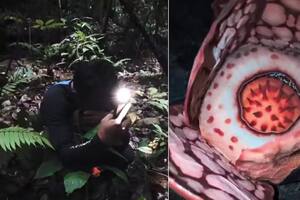 Rafflesia hasseltii: la flor que emocionó a los biólogos