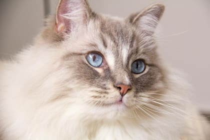 Ragdoll, la raza de gato que ingresó al ránking de las más longevas